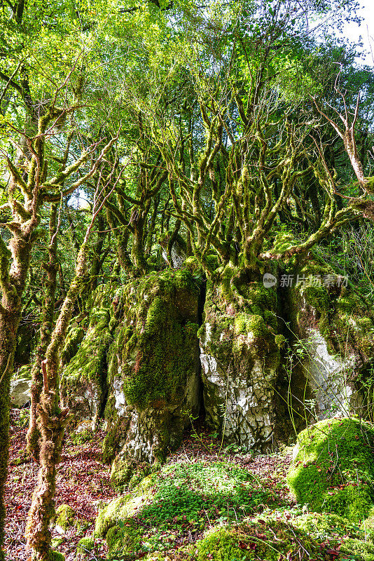 纳瓦拉比利牛斯山的Selva de Irati秋季山毛榉林